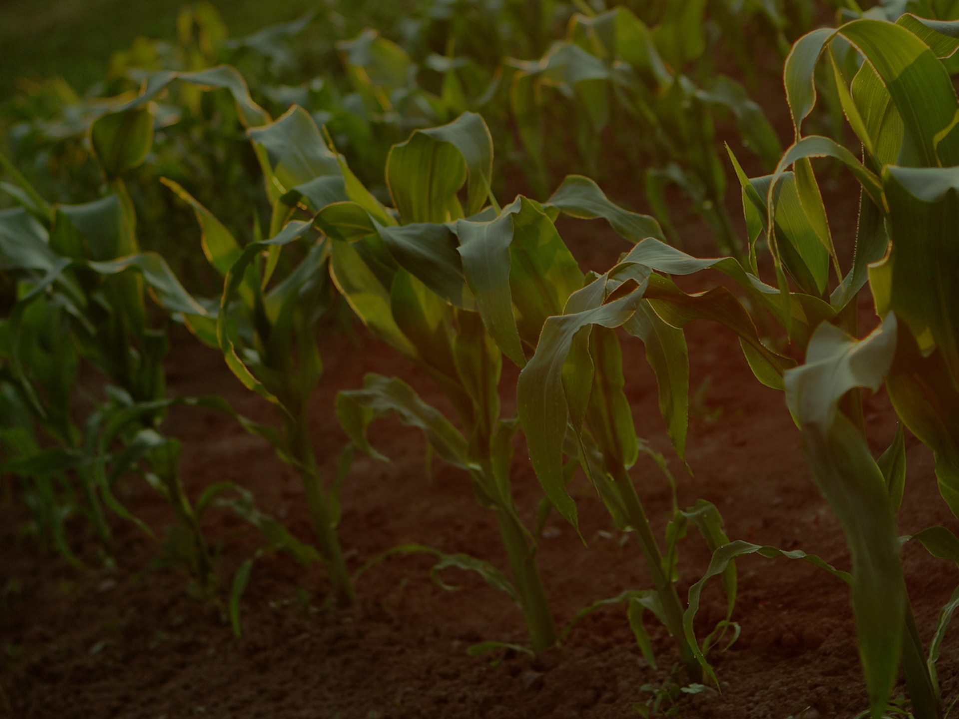 About Homeland Energy Solutions Lawler, Iowa